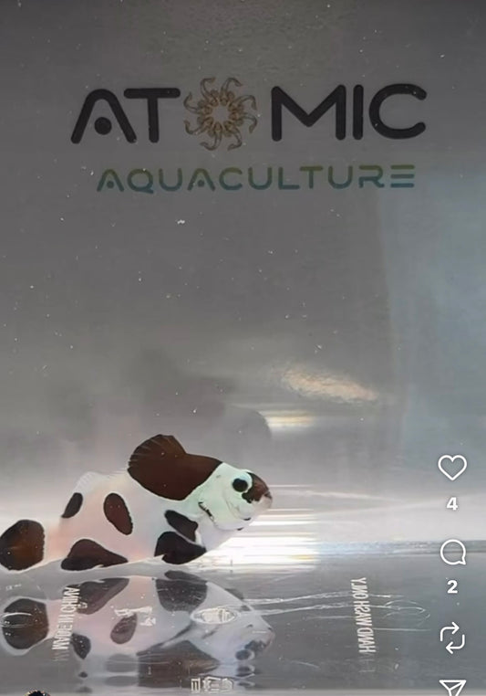 Clownfish Storm Designer Clownfish Storm Panda EB WYSIWYG and all our fish are Aquaculture.      Shipping Included in price !