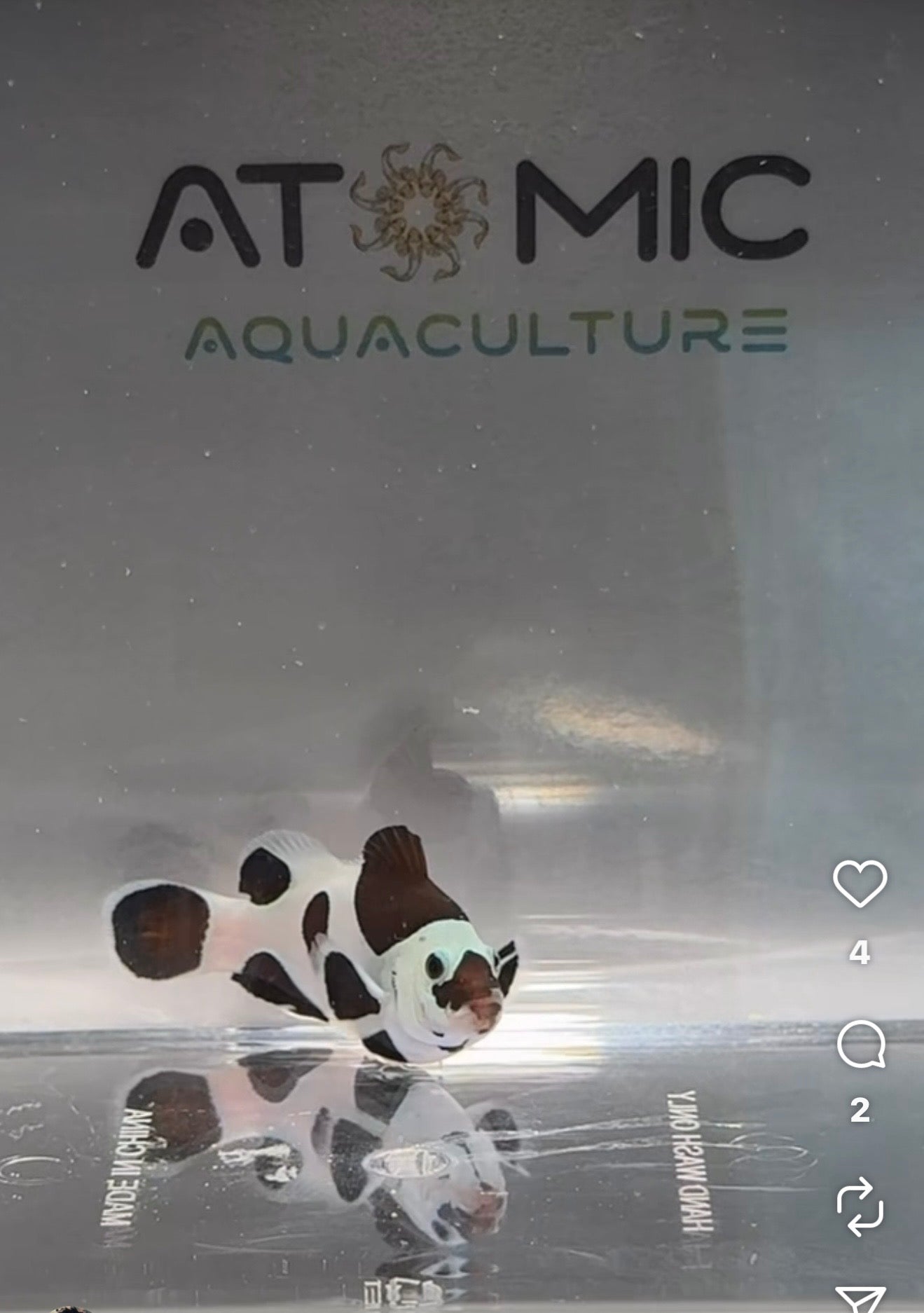 Clownfish Storm Designer Clownfish Storm Panda EB WYSIWYG and all our fish are Aquaculture.      Shipping Included in price !