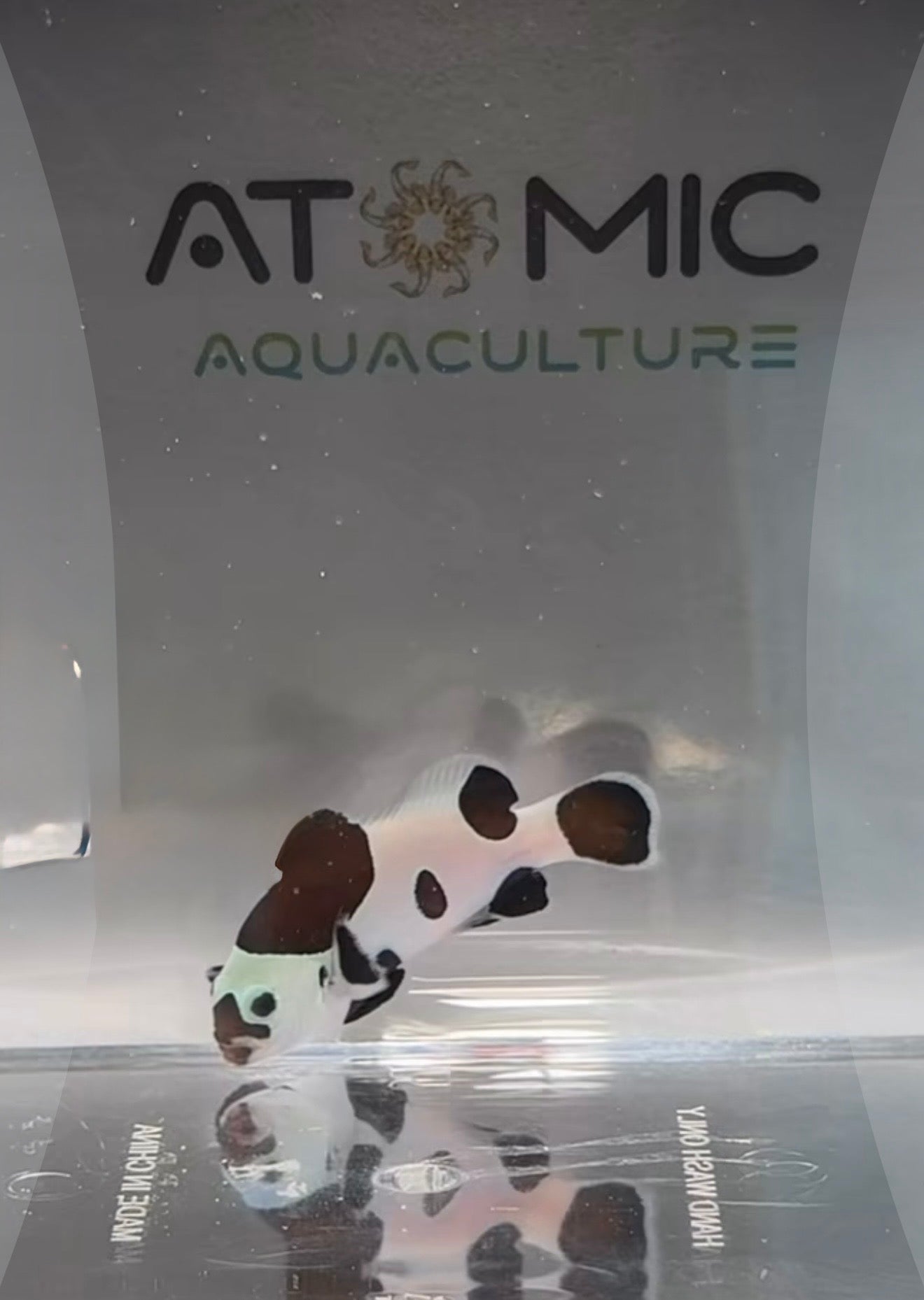 Clownfish Storm Designer Clownfish Storm Panda EB WYSIWYG and all our fish are Aquaculture.      Shipping Included in price !